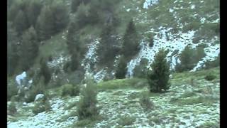 Δίωξη και ξεφώλιασμα λαγού Σεγκούτσι segugi.gr