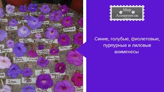 Синие, голубые, фиолетовые, пурпурные и лиловые ахименесы