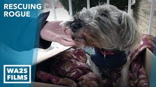 Caught on Camera - WE RESCUED A COLD ABANDONED DOG & Saved WILFRED - Howl & Hope For DoDo Dogs