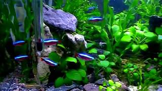 #Aquarium. Неоны и другие харациновые.