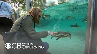 London Zoo defends it late-night parties amid protests