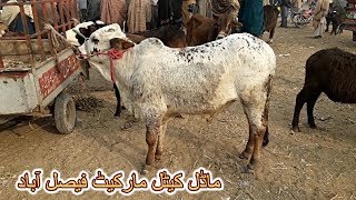408 | MANDI WALA BAKRA MANDI 2019 / 2020 PAKISTAN LATEST PRICE | MODEL CATTLE MARKET