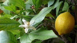 КОМНАТНЫЙ ЛИМОН. Выращивание плодов и размножение