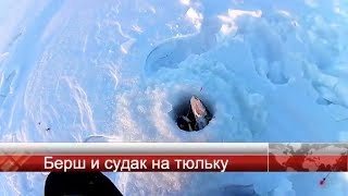 А снасточка то работает!!! Берш и судак на тюльку! Зимняя рыбалка!