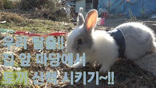 토끼는 케이지 안에서만?? 마당을 나온 토끼!!토끼산책(bear92s)