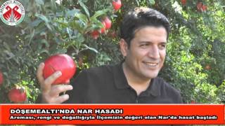 Döşemealtı'nda Nar Hasadı