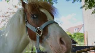 Le différents styles de cavalières - Délires De Cavalières