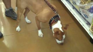 Stevie at Pet Store - Treats