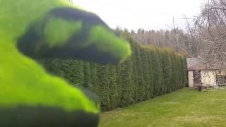 Стрижка туй "До и После" тeл.: +7(999) 820-80-80