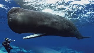 УМНЫЕ ЖИВОТНЫЕ просят помощи у человека. Дайвер был шокирован но помог киту. Люди спасли акулу, кита