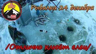 Зимняя рыбалка 24 декабря. /Отлично клюёт елец/
