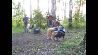 Соболиный колли Лакки
