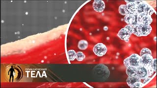 Испытание голодом | Приключения тела