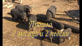 Вьетнамские свиньи. Прошло 2 месяца и 2 недели.
