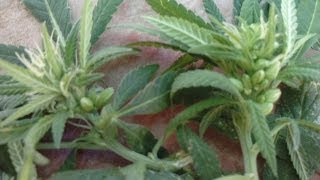 Extracción de semilla de la marihuana.