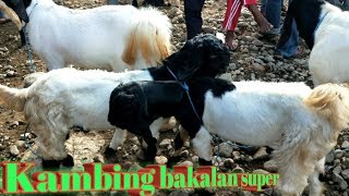 Cek harga kambing bakalan jantan dan betina