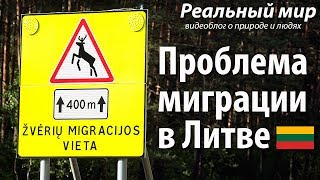 Проблема миграции в Литве. Заборы вдоль дорог и места перехода диких животных.