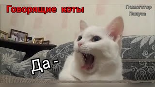 Говорящие коты! Лучшая подборка №4  (внимание! 18+)