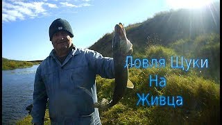 Ловля Щуки на Живца в Ноябре