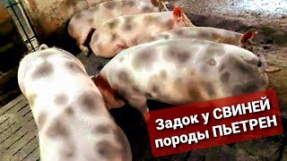 Погрузка зерна, ЗАДОК ремонта ПЬЕТРЕНА, резка зубов у ПОРОСЯТ и многое другое прямиком с фермы.