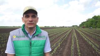 Выращивание перца Перец Геркулес видео от Clause