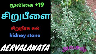 சிறுபீளை மூலிகை|SIRUPEEZHAI HERB|Aerva lanata|