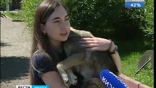 Жители Тулуна начали забирать своих собак из приюта «К 9» в Иркутске