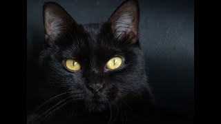ЕСТЬ ЛИ ДУША У ЖИВОТНЫХ?