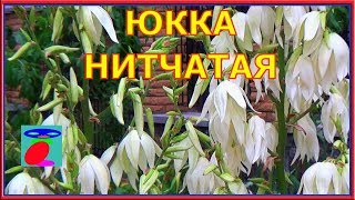 Садовые цветы. Юкка нитчатая. Уход, размножение, посадка.