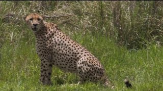 CHEETAH FIGHTS CROCODILE FOR HER LIFE!!! AMAZING!