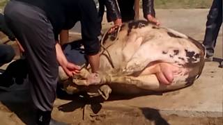 супер жесть слабонервным не смотреть убийство быка