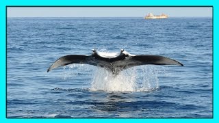 ГИГАНТСКИЙ МОРСКОЙ ДЬЯВОЛ МАНТА ЛЕТАЕТ, КАК ПТИЦА!САМЫЙ БОЛЬШОЙ СКАТ В МИРЕ.