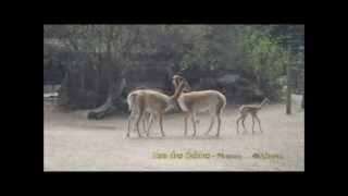 Zoo des Sables d'Olonne - Bébé vigogne (septembre 2013)