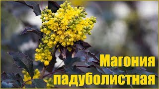 Магония падуболистная - размножение семенами - стратификация и посадка