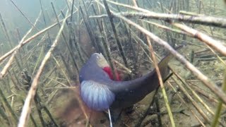Подводная охота в камышах (июль 2015) - не трофейная охота на щуку и линя