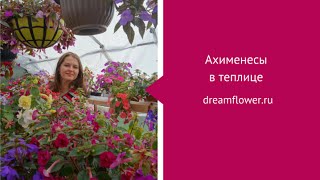 Ахименесы в теплице (небольшая экскурсия)