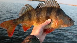 Ловля окуня и бычка в Рогожкино и Лагутнике. Рыбалка в Ростовской области