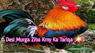 How to Slaughter Hen (Part 1), Dasi Murga Zibah Krny ka Tariqa