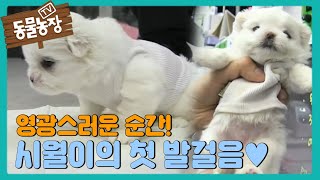[감동] 시월이의 영광스러운 ‘첫 발걸음’ | TV동물농장 (Animal Farm) | SBS Story