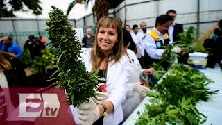 Colombia a punto de legalizar la marihuana con fines medicinales/ Paola Barquet