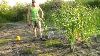 Живоловушка на енота Часть 1 - Raccoon Trapping