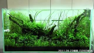 [ADA view 282] Follow-up video of NA Gallery aquariums. 47weeks(4)