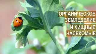 БОРЬБА С ТЛЕЙ И КОЛОРАДСКИМ ЖУКОМ. Органическое земледелие Ивана Новичихина
