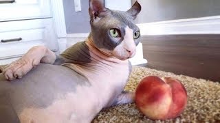 NAKED CATS are way FUNNIER THAN FURRY CATS! - Funny HAIRLESS CATS compilation