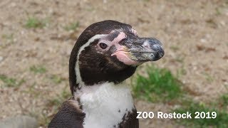 ZOO Rostock 2019 - Песня про пингвинов - Penguins of Madagascar - 4K Video - بطاريق مدغشقر