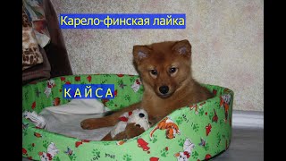 Карело финская лайка, 2,8 месяца первый выход на природу.