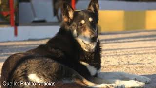 Schäferhund wacht elf Jahre lang am Grab seines toten Herrchens und stirbt selbst dort