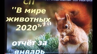 ОБЩИЙ ОТЧЁТ за ЯНВАРЬ 2020г. по СП" В Мире животных - 2020"\Наши процессы и готовые работы !