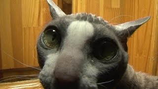 Домашний зоопарк: Корниш-рекс