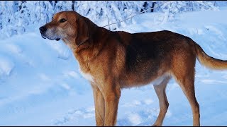Зимняя охота на зайца с русской гончей.